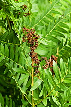 Royal Fern {Osmunda regalis} leaves and spore-bearing fronds, Dartmoor, UK.