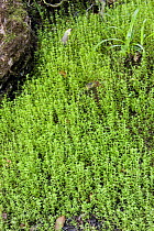 New Zealand Swamp Weed / Pygmyweed {Crassula helmsii} growing on bank of pond in Surrey, UK.  Note - also known as Australian stonecrop.