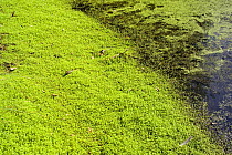 New Zealand Swamp Weed / Pygmyweed {Crassula helmsii} Surrey, UK - also known as Australian stonecrop.