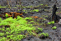 New growth of Grass and Bracken after heathland fire, Thursley Common National Nature Reserve, Surrey, UK, 2006.