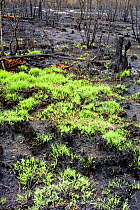 New growth of Grass and Bracken after heathland fire, Thursley Common National Nature Reserve, Surrey, UK, 2006.