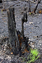 New growth of grass next to burnt Birch tree, after heathland fire, Thursley Common National Nature Reserve, Surrey, England, 2006.