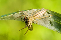 Crab spider {Tibellus oblongus} at nest with prey, Hertfordshire, UK