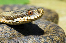 Female Adder {Vipera berus} close up of head of snake, Sussex, England