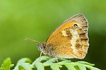 Gatekeeper / Hedge brown butterfly {Pyronia tithounus} resting with wings closed, Wales, UK.