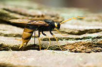 Horntail / Wood wasp {Urocerus gigas} ovipositing / laying eggs into pine log, captive, UK.