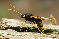 Horntail / Wood wasp {Urocerus gigas} ovipositing / laying eggs into pine log, captive, UK.