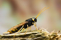 Horntail {Urocerus gigas} at rest on pine log, captive, UK.