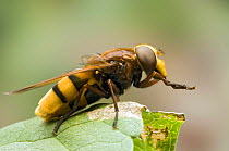 Hoverfly {Volucella sonaria} cleaning mouthparts, captive, Hertfordhire, UK.