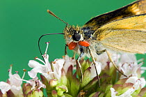 Lulworth Skipper butterfly {Thymelicus acteon} feeding on Marjoram, captive, UK. Note mite infestation