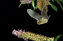 Common pipistrelle bat {Pipistrellus pipistrellus} flying at night, captive, UK.