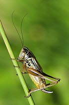 Roesel's Bush Cricket {Metrioptera roeselii Macropterous f.diluta} short winged form, Hertfordshire, England