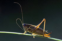 Roesel's Bush Cricket {Metrioptera roeselii Macropterous f.diluta} short winged form backlit cleaning antennae, Hertfordshire, UK.