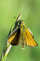 Small Skipper butterfly {Thymelicus flavus / sylvestris} resting with wings open, Hertfordshire, UK.