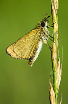 Small skipper butterfly {Thymelicus flavus} resting with wings closed, Hertfordshire, UK.