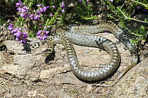 Smooth snake {Coronella austriaca} basking on log, Sussex, UK.