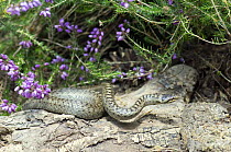 Smooth snake {Coronella austriaca} alert whilst basking on log, Sussex, UK.