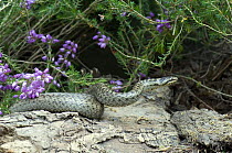 Smooth snake {Coronella austriaca} on log poised to strike, Sussex, UK.
