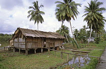 Traditional Asmat house in Amorep village, Western Papuasia, Indonesia (Formerly Irian Jaya) 2002 (West Papua).