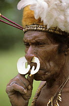 Asmat man with head dress and shell in the nose, Western Papuasia, Indonesia (Formerly Irian Jaya) 2002 (West Papua).