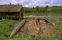 Asmat man building his canoe out of timber, Western Papuasia, Indonesia (Formerly Irian Jaya) 2002 (West Papua).