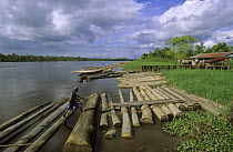 Wood timbers for sale, floating at river edge, Wooi village, Western Papuasia, Indonesia (Formerly Irian Jaya) 2002 (West Papua).