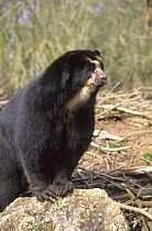 Male Spectacled bear {Tremarctos ornatus} captive occurs South America