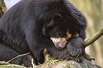 Male Spectacled bear {Tremarctos ornatus} asleep, captive. occurs South America