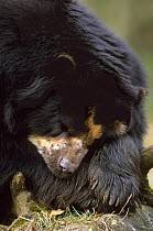Male Spectacled bear {Tremarctos ornatus} asleep, captive occurs South America