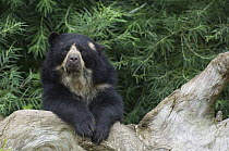 Female Spectacled bear {Tremarctos ornatus} resting on log, captive occurs South America
