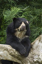 Female Spectacled bear {Tremarctos ornatus} resting on log, captive occurs South America