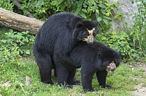 Spectacled bears mating {Tremarctos ornatus} captive    occurs South America