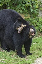 Spectacled bears mating {Tremarctos ornatus} captive    occurs South America Not available for ringtone/wallpaper use.