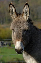 Domestic donkey {Equus asinus} Contentin breed - head portrait
