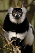 Black and white ruffed lemur {Varecia variegata variegata} portrait, captive.