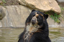 Male Spectacled bear {Tremarctos ornatus} portrait in water, captive.    occurs South America