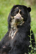 Female Spectacled bear {Tremarctos ornatus} portrait, captive. occurs South America Not available for ringtone/wallpaper use.