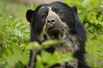 Female Spectacled bear {Tremarctos ornatus} head portrait amongst vegetation, captive. occurs South America