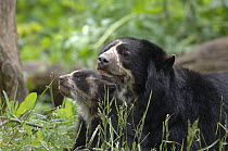 Female Spectacled bear {Tremarctos ornatus} with 3-month cub, captive. occurs South America
