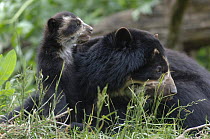 Female Spectacled bear {Tremarctos ornatus} with 3-month cub, captive. occurs South America
