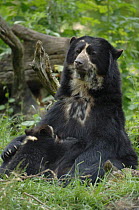 Spectacled bear {Tremarctos ornatus} mother suckling cub, captive occurs South America