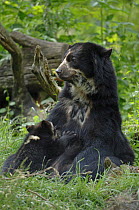 Spectacled bear (Tremarctos ornatus) mother suckling cub, captive occurs South America
