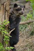Spectacled bear {Tremarctos ornatus} 3-month cub on tree trunk, captive. occurs South America