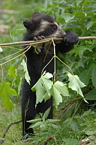 Spectacled bear {Tremarctos ornatus} 3-month cub playing with branch, captive. occurs South America
