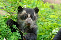 Spectacled bear {Tremarctos ornatus} 3-month cub, captive. occurs South America