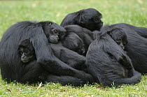 Group of Colombian black spider monkeys {Ateles fusciceps robustus} huddled together, sleeping on grass, captive.