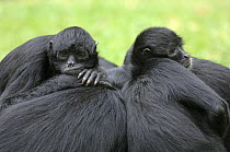 Group of Colombian black spider monkies {Ateles fusciceps robustus} resting, captive.