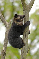 Spectacled bear {Tremarctos ornatus} 3-month cub climbing up tree trunk, captive. occurs South America