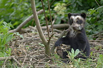 Spectacled bear {Tremarctos ornatus} 3-month cub playing with small shrub, captive. occurs South America