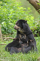 Spectacled bear {Tremarctos ornatus} mother suckling cubs, captive. occurs South America